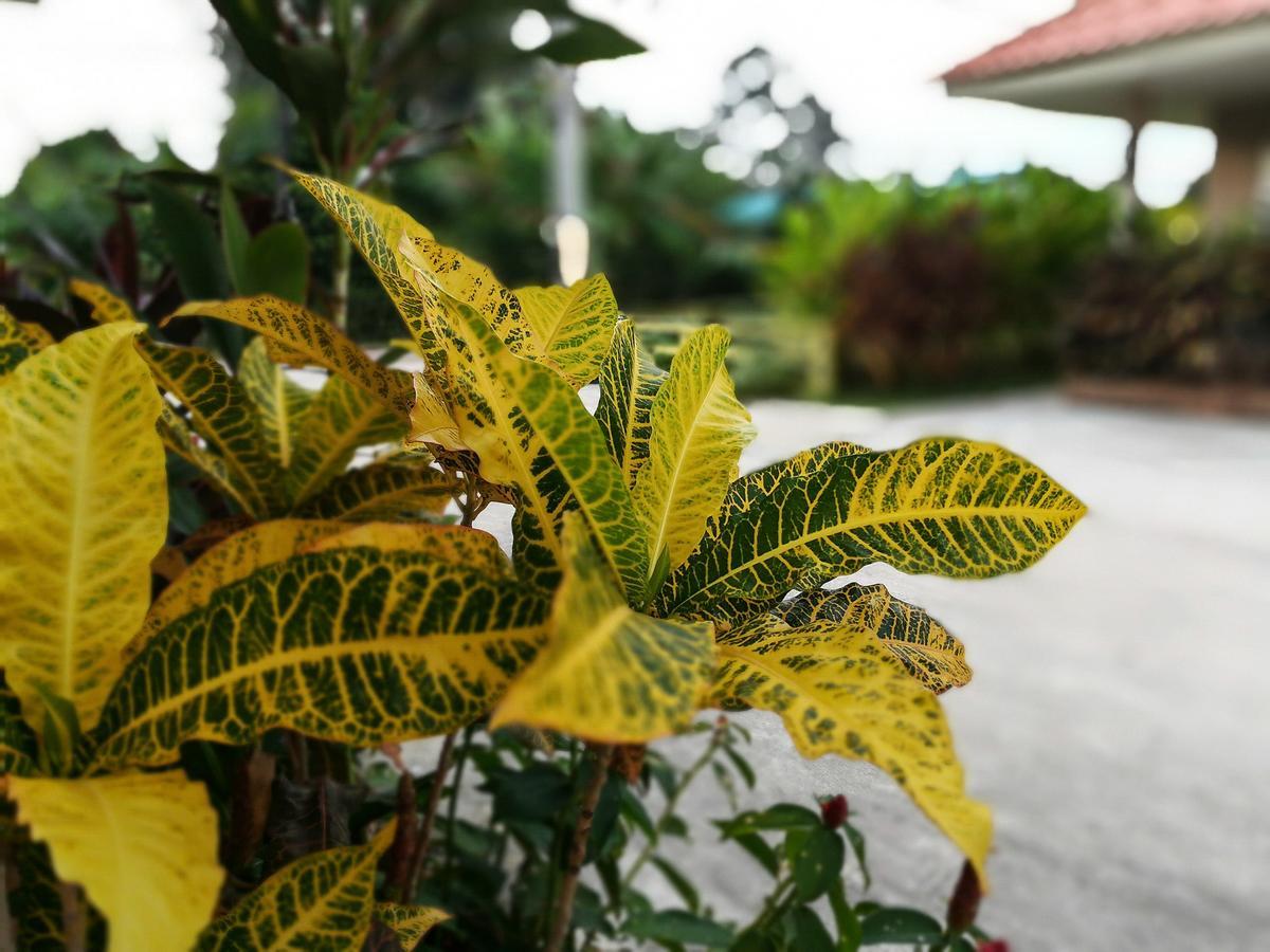 Deva Garden Resort براشينبوري المظهر الخارجي الصورة